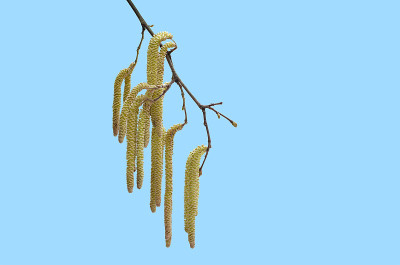 树枝上的耳环和花蕾