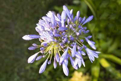 Agapanthus，一种南非蓝百合花