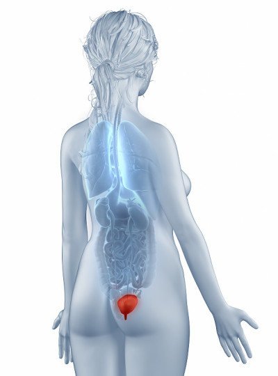膀胱位置解剖学女性孤立后视图