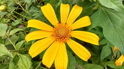 月亮花