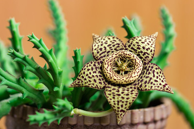 Stapelia variegata花