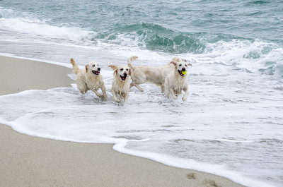 四只金毛猎犬在海边玩皮球
