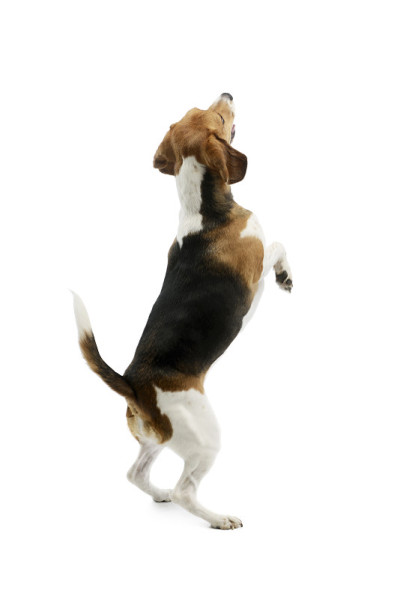 工作室拍摄的可爱的小猎犬