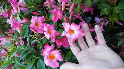 Mandavilla季
