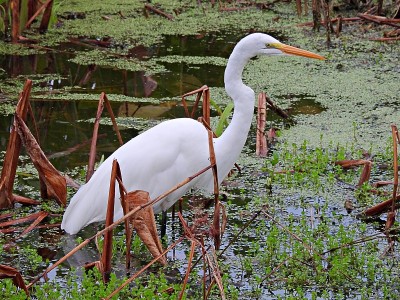 佛罗里达湿地中的大白鹭(Ardea alba)