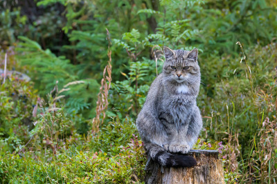 欧洲野猫