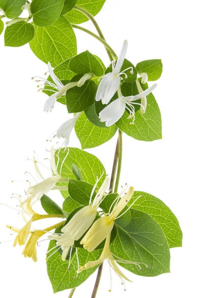 金银花孤立的花