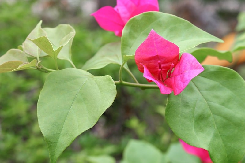 九重葛花紫色美丽，自然在花园里