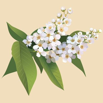 带叶和芽的白色樱桃花