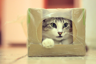 牛奶盒里的猫