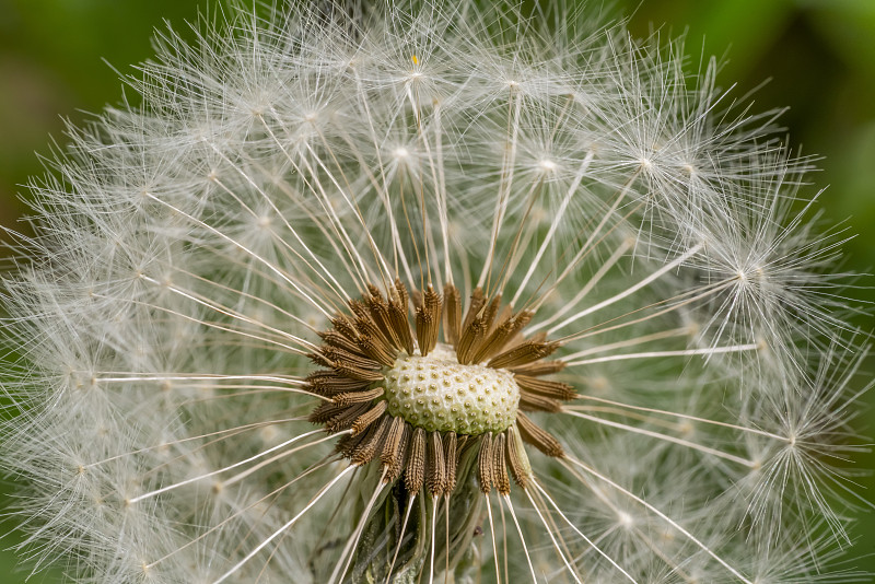 蒲公英seedhead特写镜头