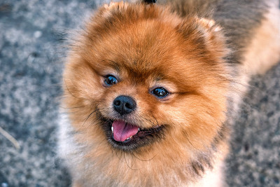 一只红色博美犬。