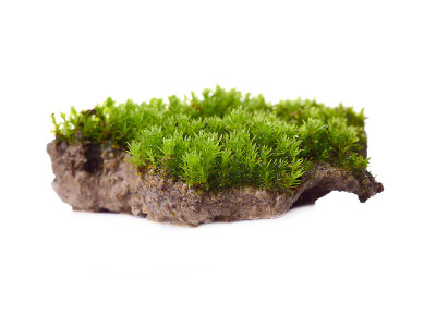 在白色背景上孤立的绿色苔藓