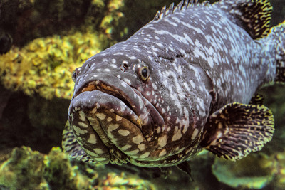 水下海洋野生动物巨大的石斑鱼脸。Epinephelus itajara。