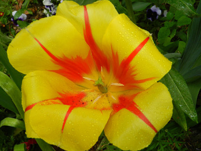 莫奈花园中的黄橙花