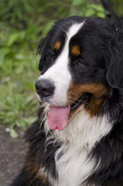 伯尔尼兹山犬
