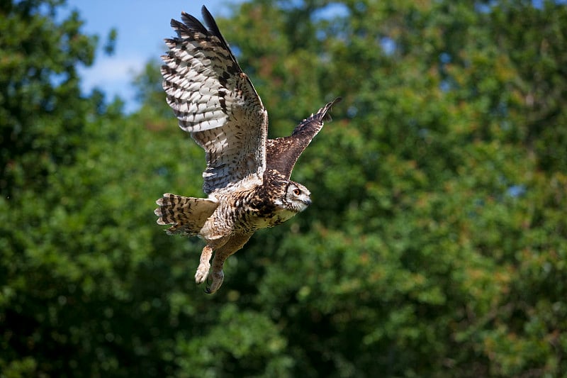 Cape Eagle Owl, bubo capensis，成虫飞行