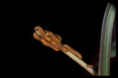 斑马长翅幼幼虫聚集在西番莲藤茎上