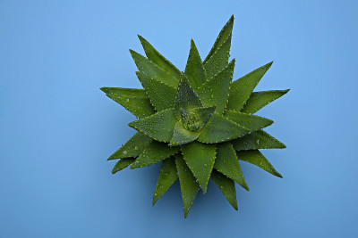 芦荟叶与水滴。