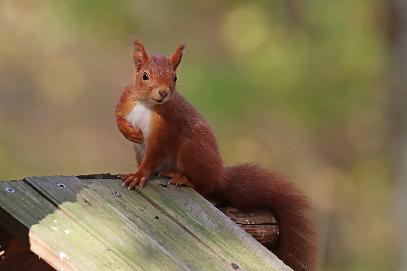 红松鼠(Sciurus vulgaris)。