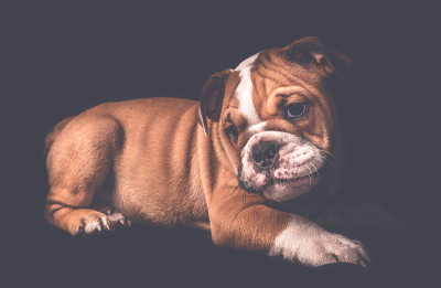 英国斗牛犬小狗肖像