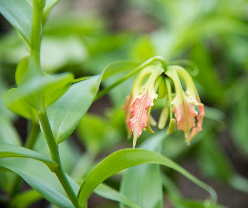 火焰百合花瓣