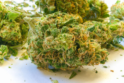 在白色背景上分散的医用处方大麻花。