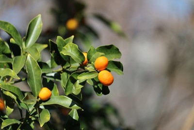 酸橙
