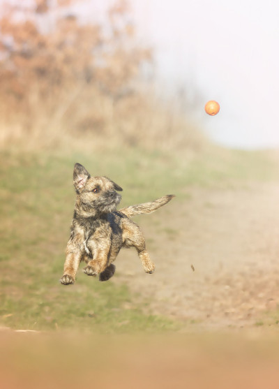 有趣疯狂的边境小猎犬小狗跳跃飞跑