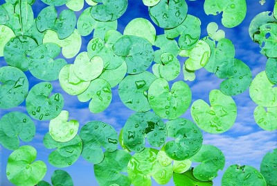 水生丛林