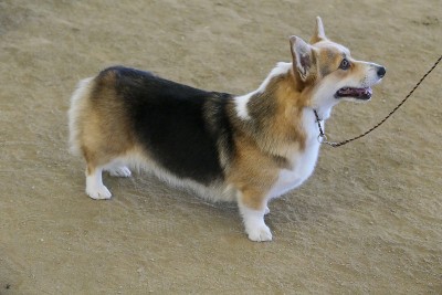 彭布罗克威尔士科基犬