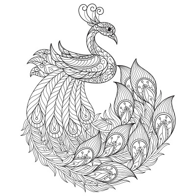 美丽的孔雀成人着色页，插图风格。