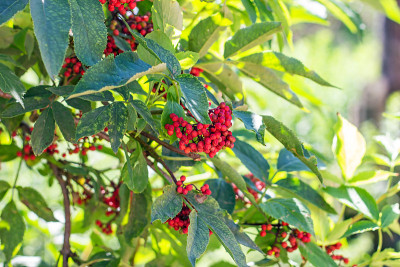 接骨木红色的(总状Sambucus racemosa)灌木，夏天在花园里有浆果和绿叶