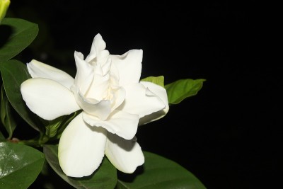 栀子花(栀子)花在花园里。
