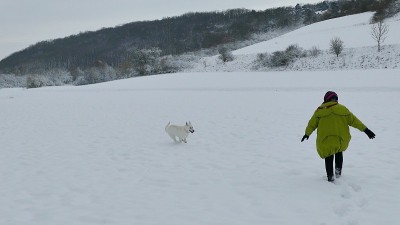 在雪地里和白色的牧羊人玩耍