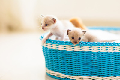 篮子里的小猫。小猫在家里。