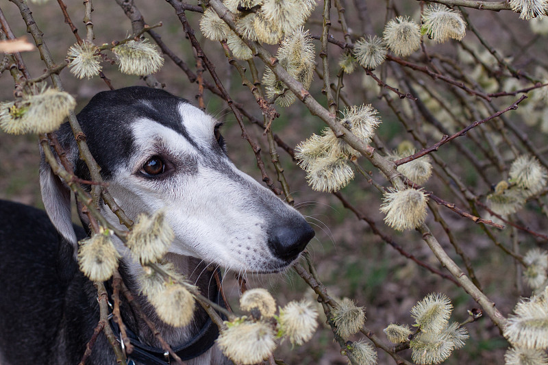 Smooth saluki