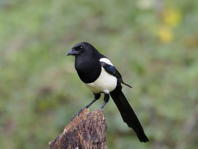 喜鹊，皮卡皮卡