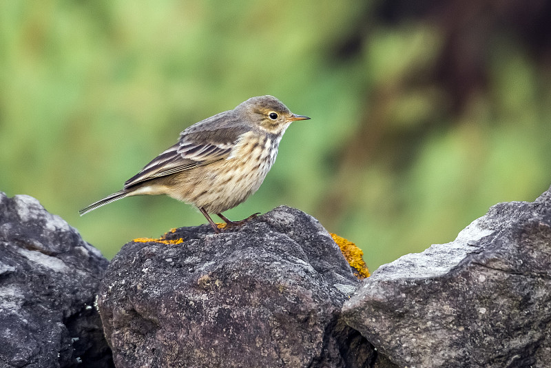 Buff-belied Pipit (Anthus rubescens rubescens)