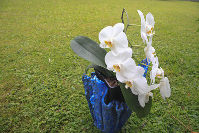 兰花——蝴蝶兰属兰花