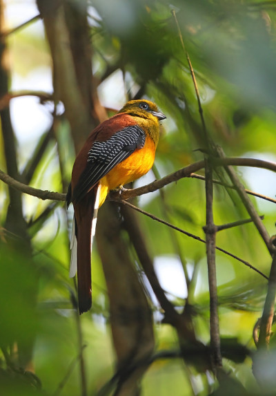 Orange-breasted咬鹃