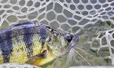 飞钓时捉鱼