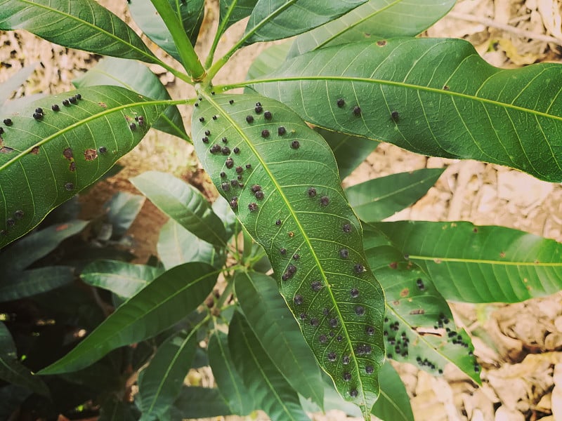 芒果叶上的瘿蚊。芒果瘿蚊。