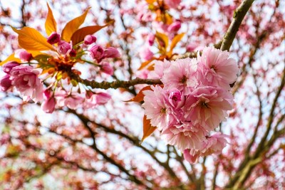 日本樱花树在春天盛开