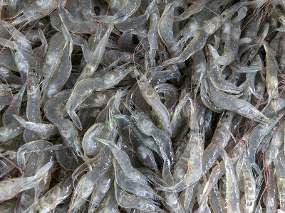 大量的虾。
