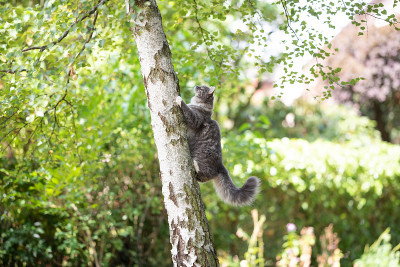 猫树