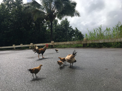 下雨时，夏威夷考艾岛上俯瞰哈纳雷山谷的山顶上的小鸡。