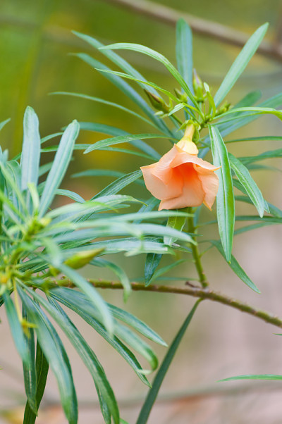 干莲花