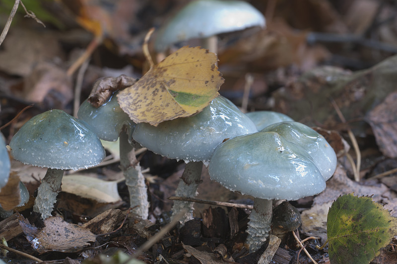 Stropharia caerulea蘑菇