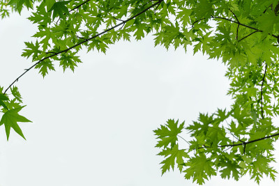天然装饰银枫糖槭叶和枫香叶。选择焦点在照片的顶部。对于任何自然设计